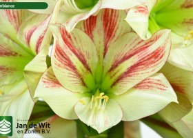 hippeastrum Ambiance (2)